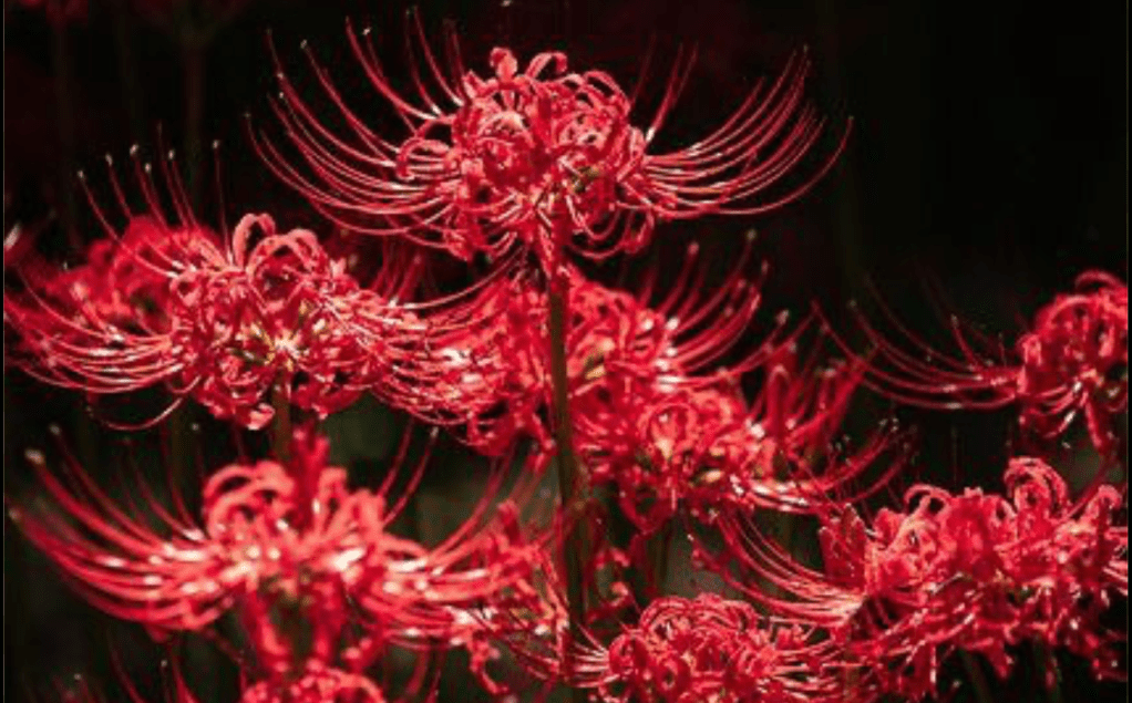 [ILivestreamDivination] Chapter 72.7 — Their Date At The Ferris&nbsp;Wheel